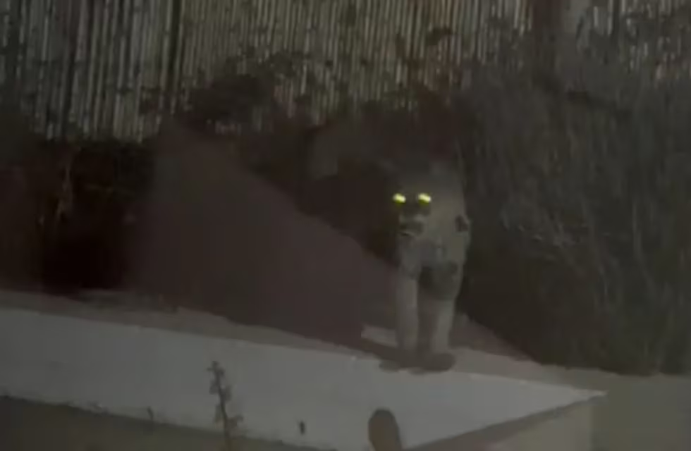 Pánico en un barrio privado de Mendoza por la aparición de un puma