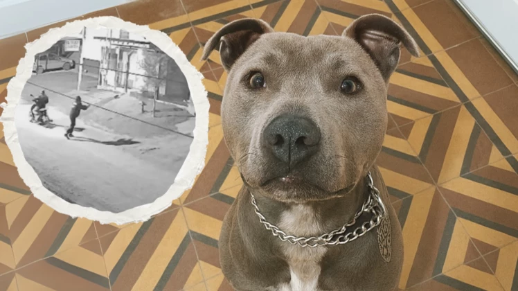 «Pegué el grito para que suelten al muchacho y Acero salió conmigo»: su perro salvó a un vecino atacado por dos motochorros
