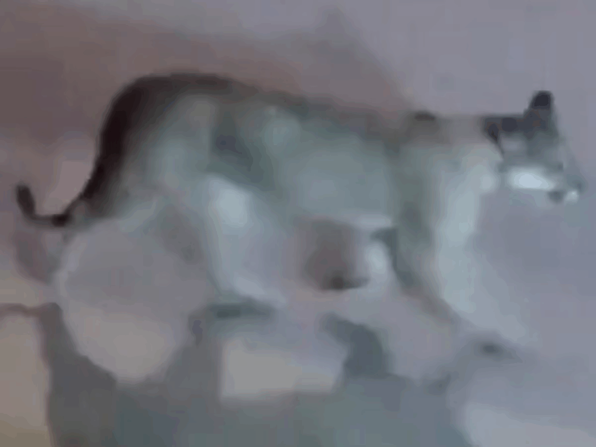 Impacto en la Costa Atlántica: un puma fue visto caminando por las calles de Valeria del Mar