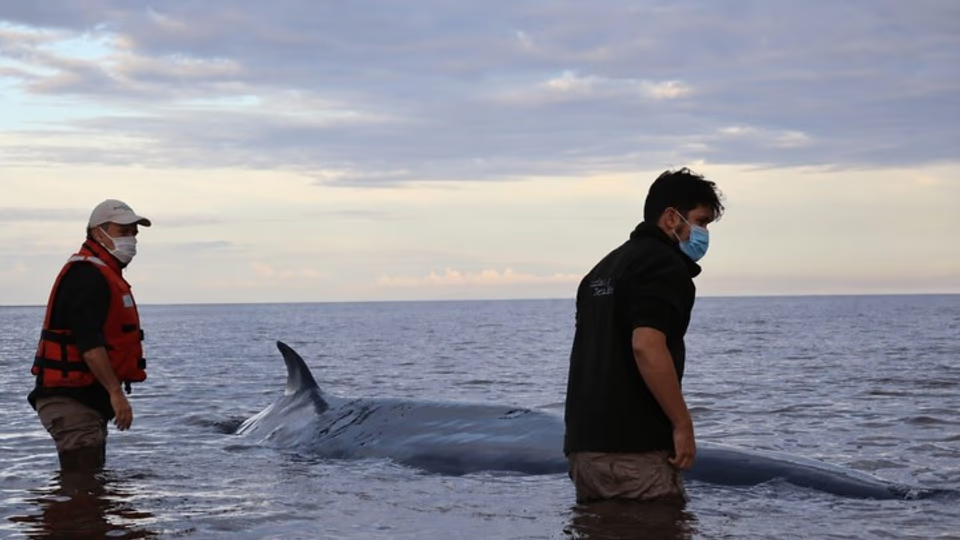 Murió la ballena sei que permanecía varada en la costa de San Isidro