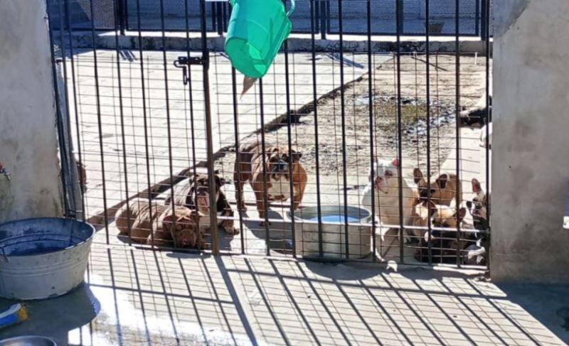 Rescataron a más de 40 perros maltratados en un criadero clandestino