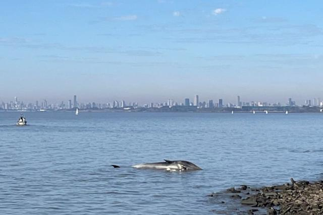 Hallan una ballena sin vida encallada en la costa de Vicente López