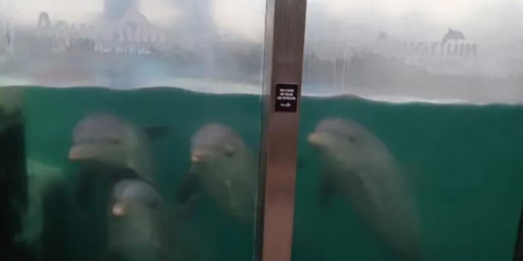 DENUNCIA POR ABANDONO DE ANIMALES EN EL EX-AQUARIUM DE MAR DEL PLATA