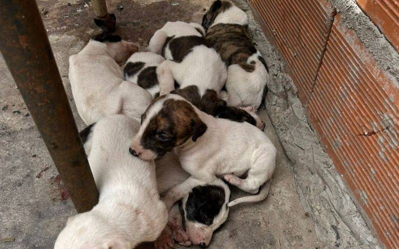 Maltrato animal: rescataron a ocho perros en grave estado y detuvieron a dos personas en Los Hornos