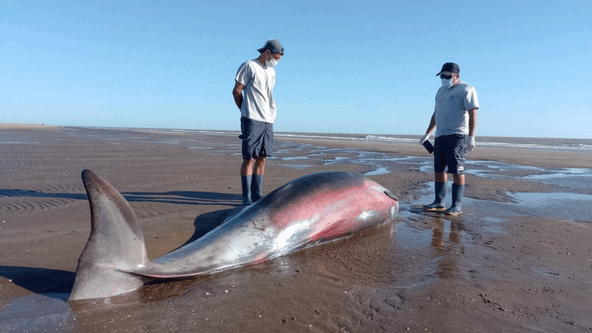 Apareció un zifio varado en San Clemente: la UNLP analiza a uno de los cetáceos más enigmáticos del planeta