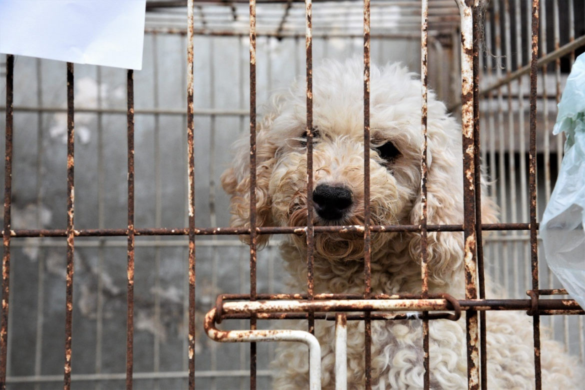 Golpe al negocio ilegal de mascotas: desmantelan un criadero clandestino en Longchamps y rescatan animales hacinados