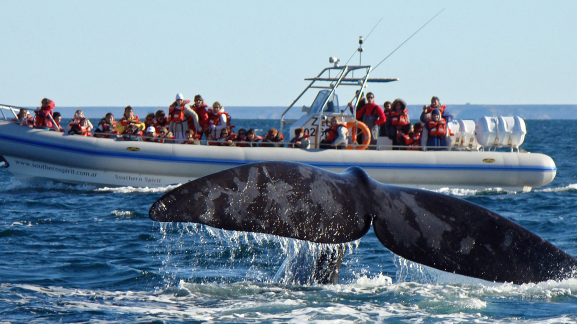 La Patagonia vuelve a brillar: comenzó la temporada de ballenas y Puerto Madryn espera una ola de turistas