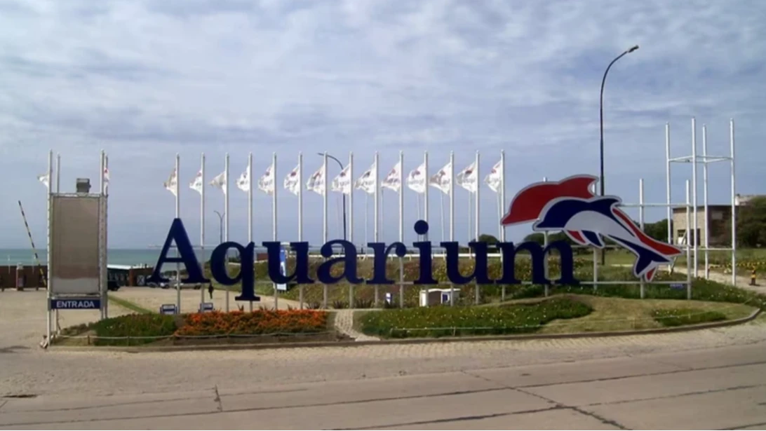 Reclaman el regreso al mar de los pingüinos del exAquarium de Mar del Plata