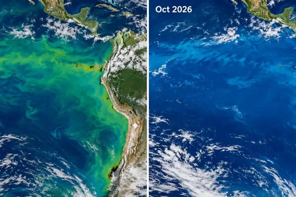El Pacífico se vuelve más azul: la señal que la NASA detectó y que preocupa por sus efectos en la vida marina